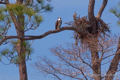Osprey & Nest_55825.jpg - Osprey (Pandion haliaetus) photographed along the Fowl River near Theodore, Alabama, USA.